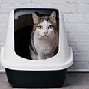带着小奶猫轻松地逛下家里每一处